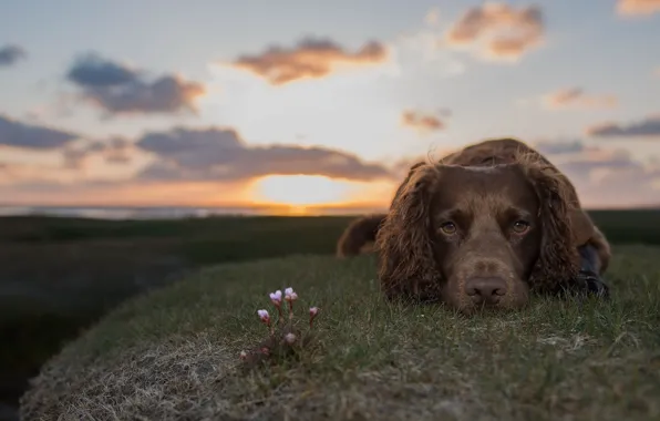 Look, each, dog