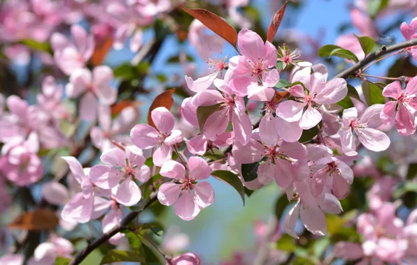 Light, flowers, branches, background, spring, petals, pink, Apple