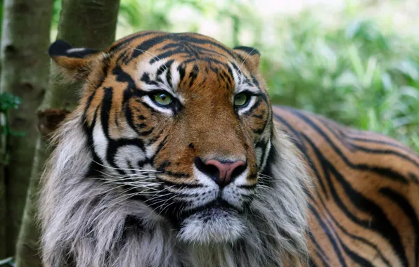 Tiger, skin, serious