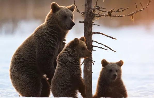 Snow, tree, bears, bears, bear, the three bears