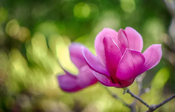 Flower, macro, pink, branch, bokeh, Magnolia