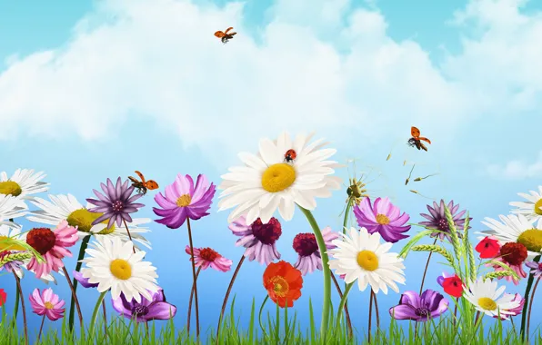 The sky, flowers, Maki, chamomile, ears, ladybugs, kosmeya