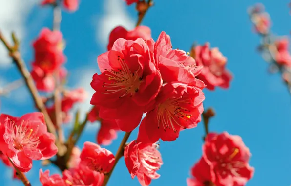 Macro, flowers, branches, blue, spring, contrast, red, flowering