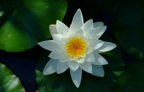 Picture Water lily, White flower, Water Lily, White flower