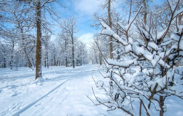 Winter, snow, trees, Park