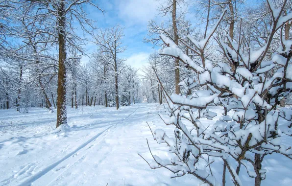 Picture winter, snow, trees, Park