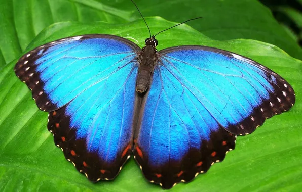 Butterfly, insect, green leaf