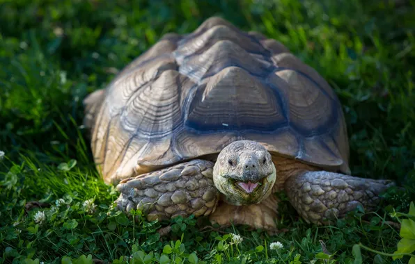 Close-up, turtle, clover