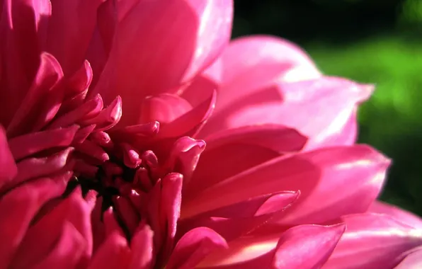Flower, macro, pink, petals, Dahlia