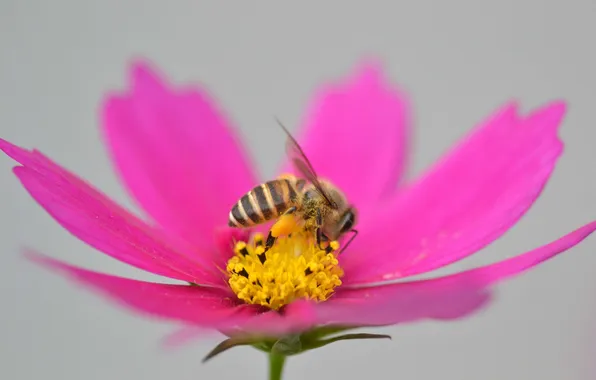 Picture flower, bee, petals, insect, kosmeya
