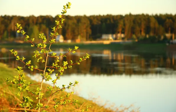 Picture macro, nature, river, sprig, home, the evening