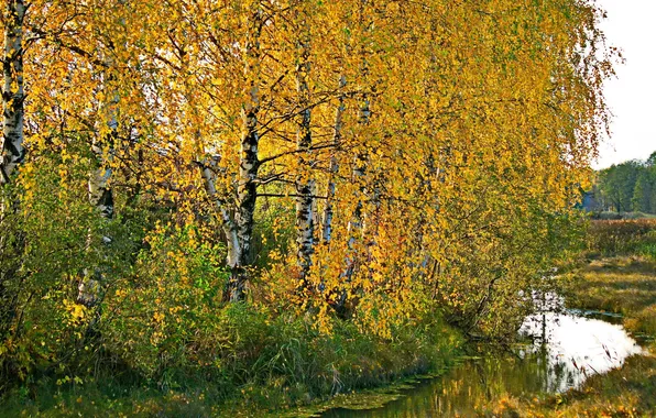 Picture autumn, nature, birch
