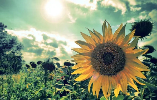 Field, sunflower, rays of light, sonyashnik, beautiful