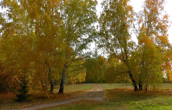 Road, autumn, forest, Siberia, Birch