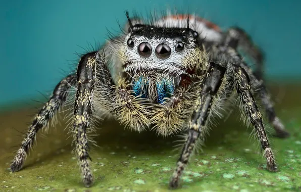 Eyes, macro, pose, background, black and white, legs, spider, hairy