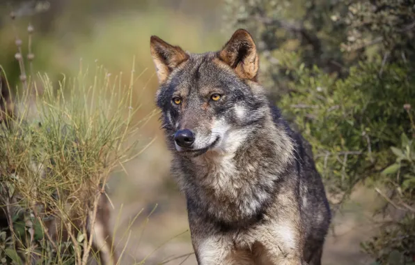 Predator, animal, iberian wolf