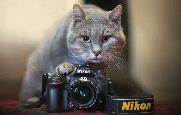 nikon cat