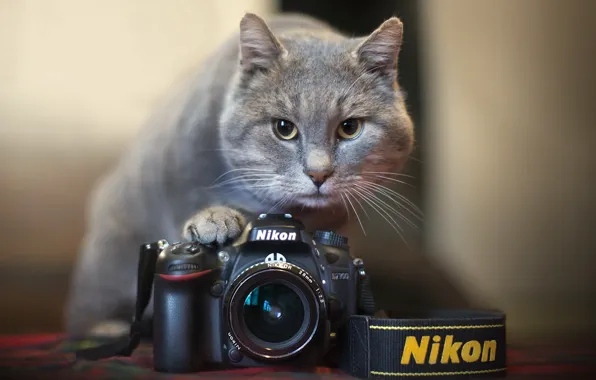 Picture cat, camera, Nikon