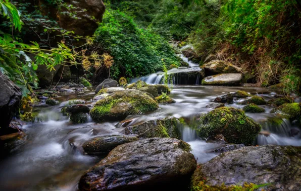 Picture forest, river, stones
