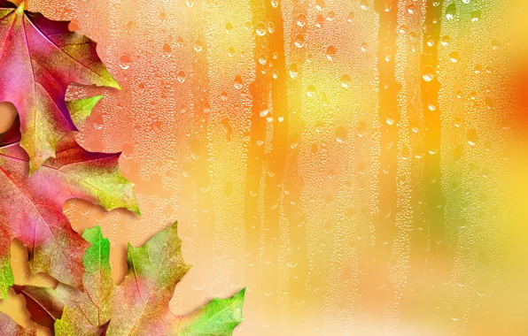 Picture leaves, drops, maple