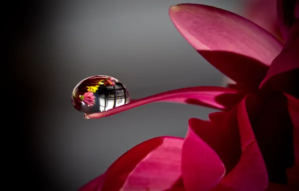Flower, macro, reflection, drop, the world