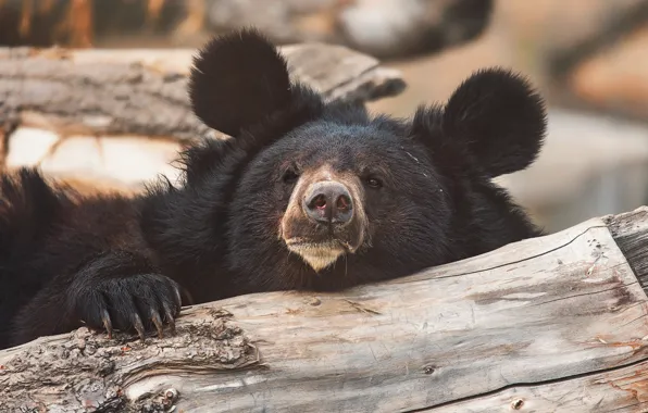 Look, face, black, paw, bear, log, ears, baribal