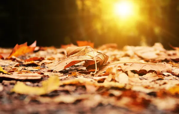 The sun, blur, autumn leaves