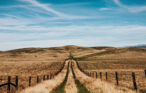 Road, the sky, grass, nature, hills, the fence, field, cattle