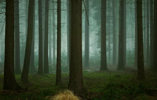 Picture forest, trees, nature, fog