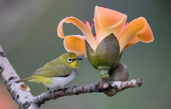 Picture flowers, orange, branches, background, bird, bird, Japanese white-eye