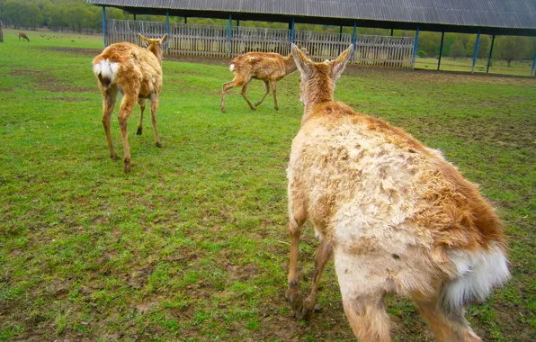 Field, Grass, Animals, Deer, Transcarpathia, Structure, Calves