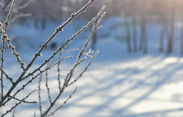 Frost, snow, branches, Winter
