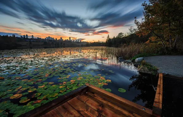 Leaves, the city, lake, pond, shore, Board, bridges, pond