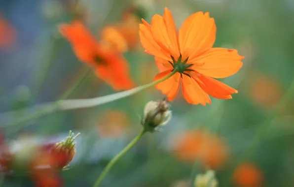 Flower, flowers, background, orange, kosmeya