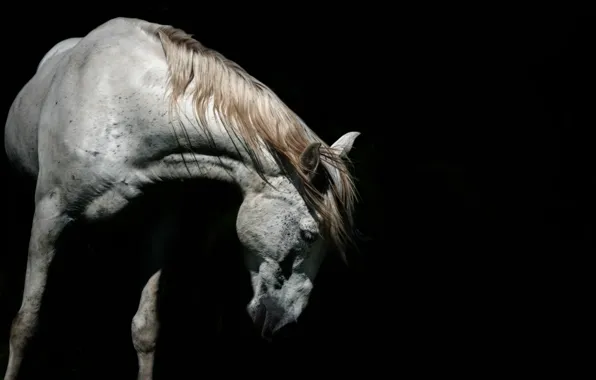 Nature, background, horse