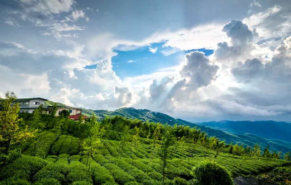 Picture clouds, trees, mountains, nature, home, slope, plantation