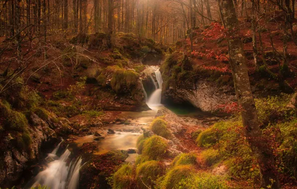 Autumn, forest, trees, stream, stones, moss