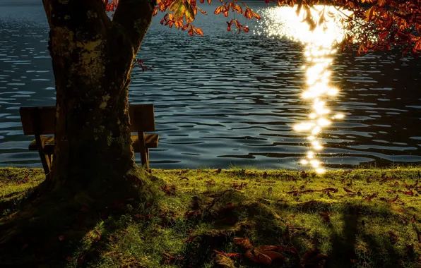 Lake, tree, bench