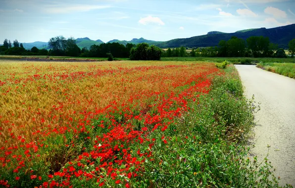Road, greens, field, forest, summer, the sky, clouds, landscape
