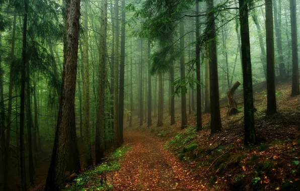 Forest, trees, nature, path