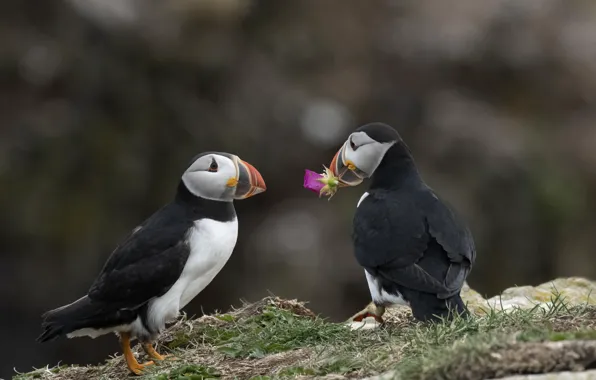 Flower, birds, gift, pair, stalled, a couple, Duo, Atlantic puffin