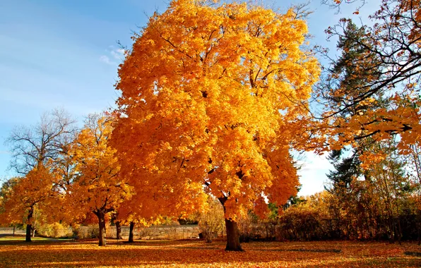 Picture autumn, tree, golden brown