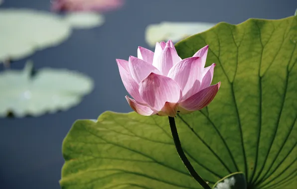 Picture leaves, flowers, pond, Lotus, pink, pond