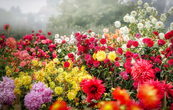 Summer, flowers, bright, yellow, garden, red, white, a lot