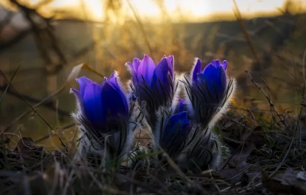 Macro, light, flowers, glade, spring, purple, buds, blue