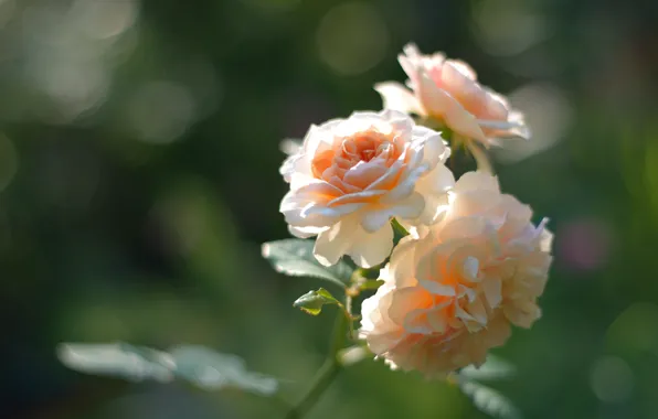 Light, flowers, background, roses, stem, orange, bokeh, cream