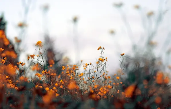 Orange, photo, flowers