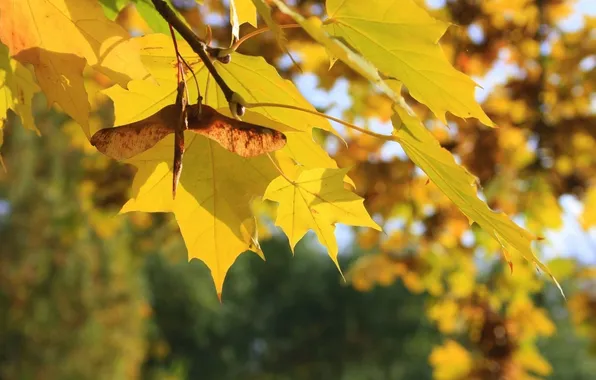 Picture autumn, leaves, rays, light, branch, maple, the sun