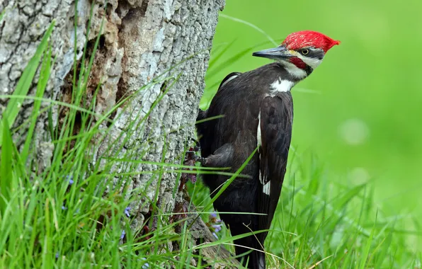 Grass, bird, woodpecker
