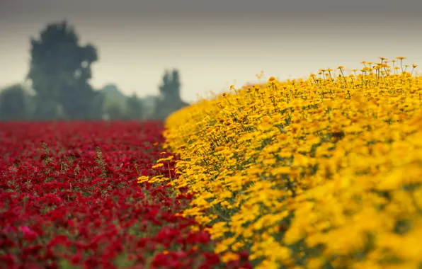 Picture red, flower, yellow